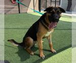 Small #1 German Shepherd Dog Mix