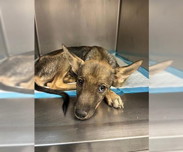 Medium Photo #1 German Shepherd Dog-Unknown Mix Puppy For Sale in Tulsa, OK, USA