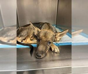 German Shepherd Dog-Unknown Mix Dogs for adoption in Tulsa, OK, USA