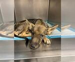 Small German Shepherd Dog Mix