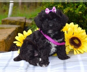 Cockapoo Puppy for sale in COSHOCTON, OH, USA