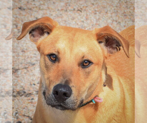 Medium Photo #2 Boxer-Unknown Mix Puppy For Sale in Huntley, IL, USA