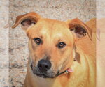 Small #1 Boxer Mix