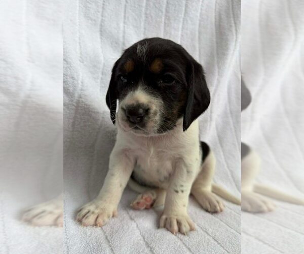 Medium Photo #3 Beagle-Unknown Mix Puppy For Sale in New York, NY, USA