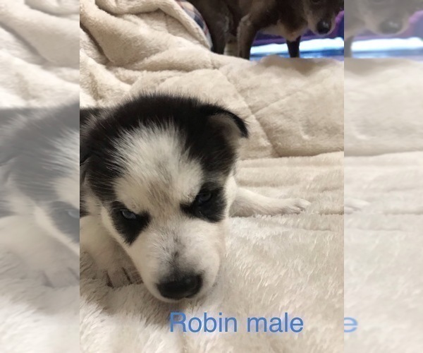 Medium Photo #4 Siberian Husky Puppy For Sale in WASHBURN, WI, USA