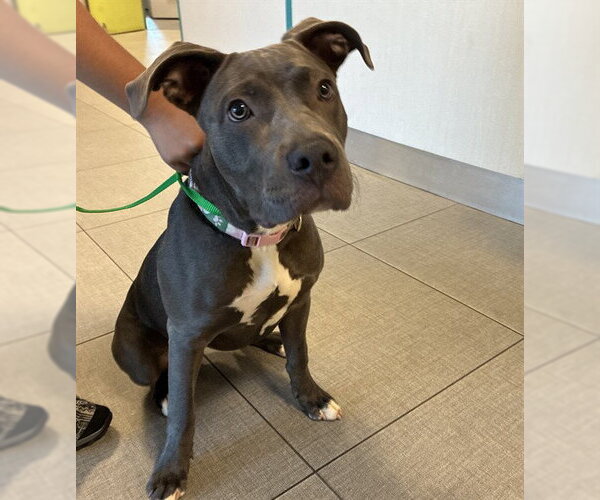 Medium Photo #1 American Pit Bull Terrier Puppy For Sale in Rancho Cucamonga, CA, USA