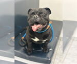Small #2 Bulldog Mix