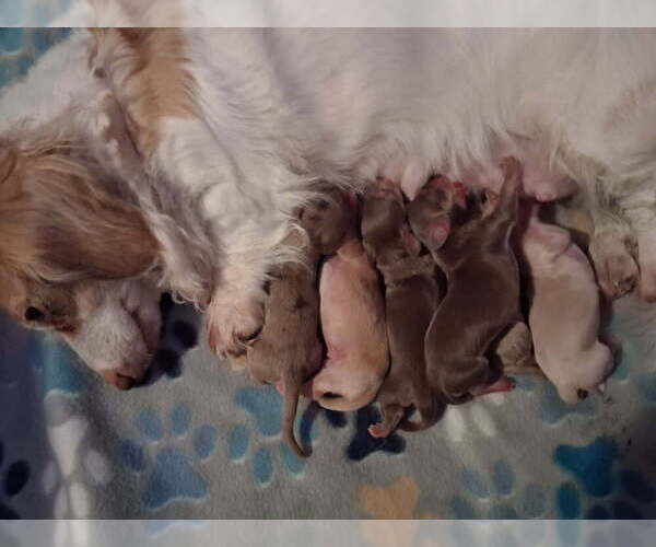 Medium Photo #1 Dachshund Puppy For Sale in MARYSVILLE, WA, USA