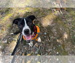 Small American Staffordshire Terrier-Labrador Retriever Mix
