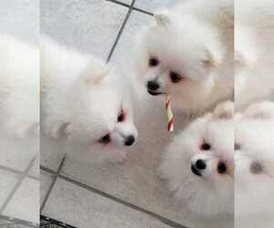 Miniature Spitz Puppy for sale in HOLLYWOOD, FL, USA