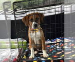 Small #3 Boxer Mix