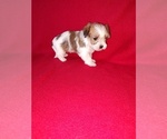Small Photo #28 Morkie Puppy For Sale in LAPEER, MI, USA