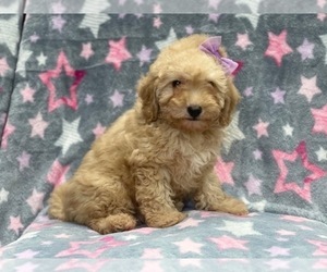 Poodle (Miniature) Puppy for sale in LAKELAND, FL, USA