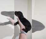 Small #3 Doberman Pinscher