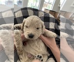 Small Photo #5 Goldendoodle Puppy For Sale in ROCKWALL, TX, USA