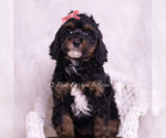 Small #4 Poodle (Toy)