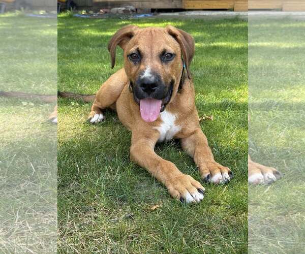 Medium Photo #4 Retriever -Unknown Mix Puppy For Sale in Woodbury, NY, USA