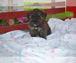 Puppy Tasha YorkiePoo