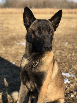 Medium Photo #1 Belgian Malinois Puppy For Sale in WEST PLAINS, MO, USA