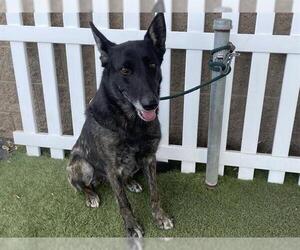 Holland Shepherd-Unknown Mix Dogs for adoption in Modesto, CA, USA