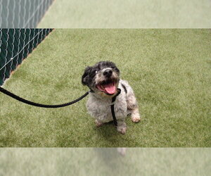 Mal-Shi Dogs for adoption in Downey, CA, USA