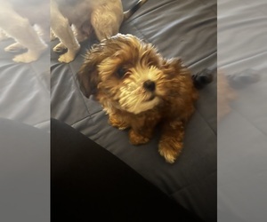 Shih Tzu Puppy for sale in DELRAN, NJ, USA