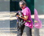 Small #3 Bluetick Coonhound Mix