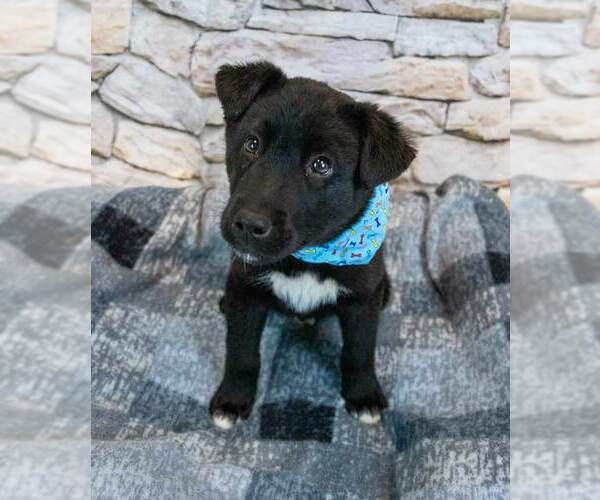 Medium Photo #4 Siberian Husky-Unknown Mix Puppy For Sale in Kennesaw, GA, USA