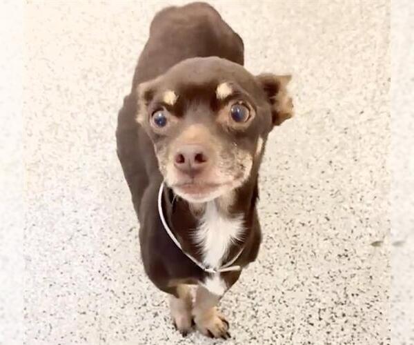 Medium Photo #2 Chiweenie Puppy For Sale in Houston, TX, USA