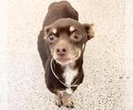 Small #1 Chiweenie