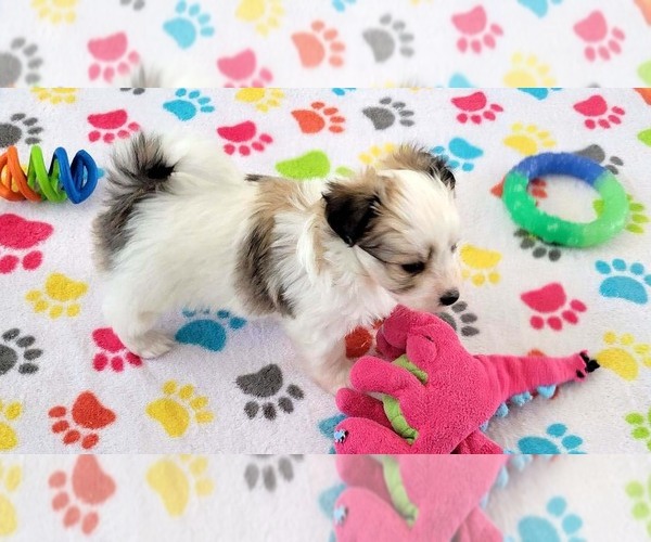 Medium Photo #2 Papitese Puppy For Sale in ORO VALLEY, AZ, USA