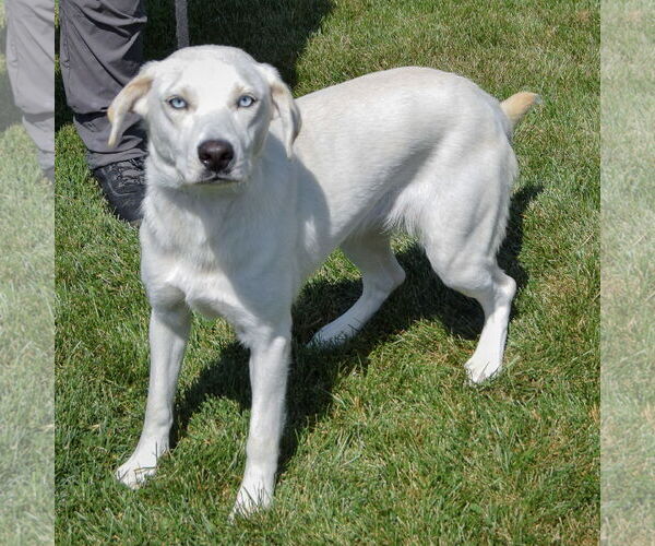 Medium Photo #3 Huskies -Unknown Mix Puppy For Sale in Huntley, IL, USA