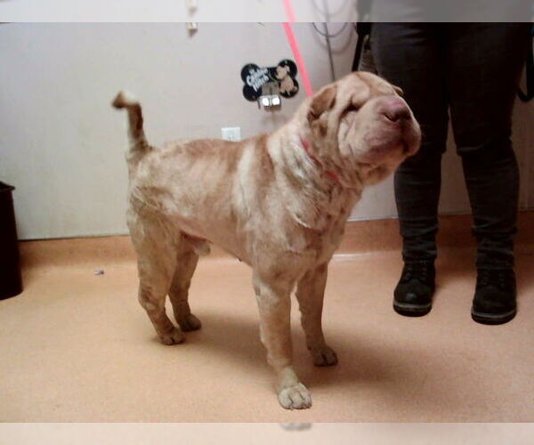 Medium Photo #1 Chinese Shar-Pei Puppy For Sale in Martinez, CA, USA