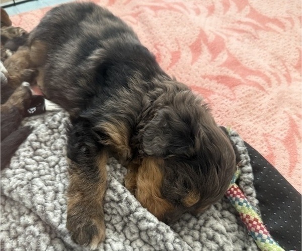 Medium Photo #10 Aussie-Poo-Bernedoodle Mix Puppy For Sale in LEXINGTON, SC, USA