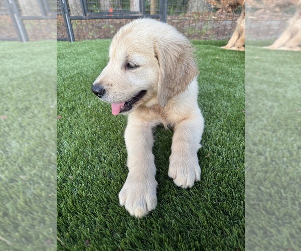 Medium Photo #6 Golden Retriever Puppy For Sale in SPRING HILL, FL, USA