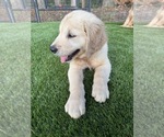 Small #5 Golden Retriever