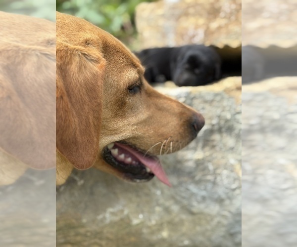 Medium Photo #3 Labrador Retriever Puppy For Sale in COON VALLEY, WI, USA