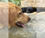 Small #2 Labrador Retriever