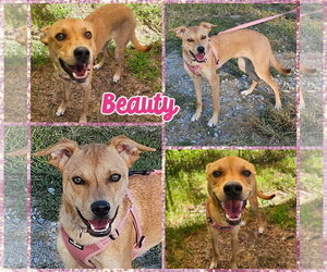 Beauty - Female Mutt Dog for Adoption - Photo #3