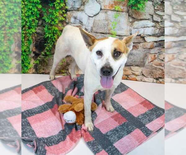 Medium Photo #3 Mutt Puppy For Sale in Kennesaw, GA, USA