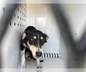 Australian Shepherd Dogs for adoption in Visalia, CA, USA