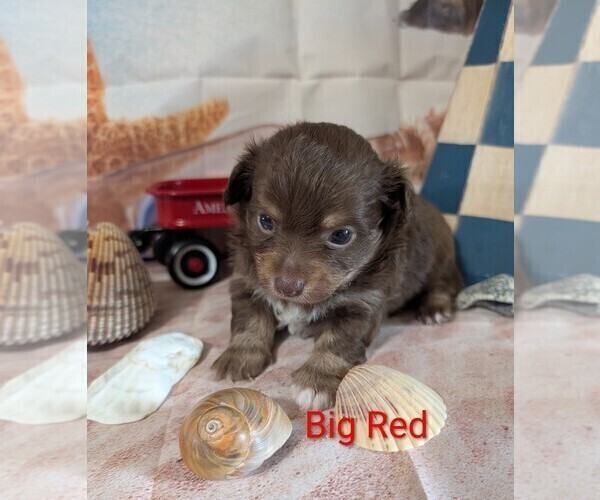 Medium Photo #5 Chihuahua Puppy For Sale in LEBANON, PA, USA