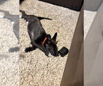Small Photo #7 Labrador Retriever-Unknown Mix Puppy For Sale in Holly Springs, NC, USA