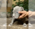 Small Photo #9 American Bully Puppy For Sale in PHILA, PA, USA