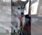 Small Photo #3 Siberian Husky Puppy For Sale in NEWFIELD, NY, USA