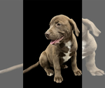 Puppy 1 American Staffordshire Terrier-Labrador Retriever Mix
