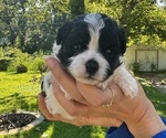 Small Photo #1 Shih Tzu-Zuchon Mix Puppy For Sale in SAINT CHARLES, MO, USA