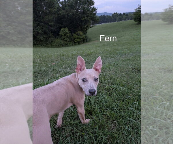 Medium Photo #2 Labrador Retriever-Unknown Mix Puppy For Sale in Silver Spring, MD, USA