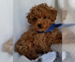 Small Photo #4 Poodle (Toy) Puppy For Sale in BUFFALO, MO, USA