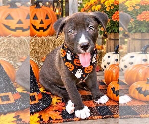 Medium Photo #1 Labrador Retriever Puppy For Sale in Southbury, CT, USA